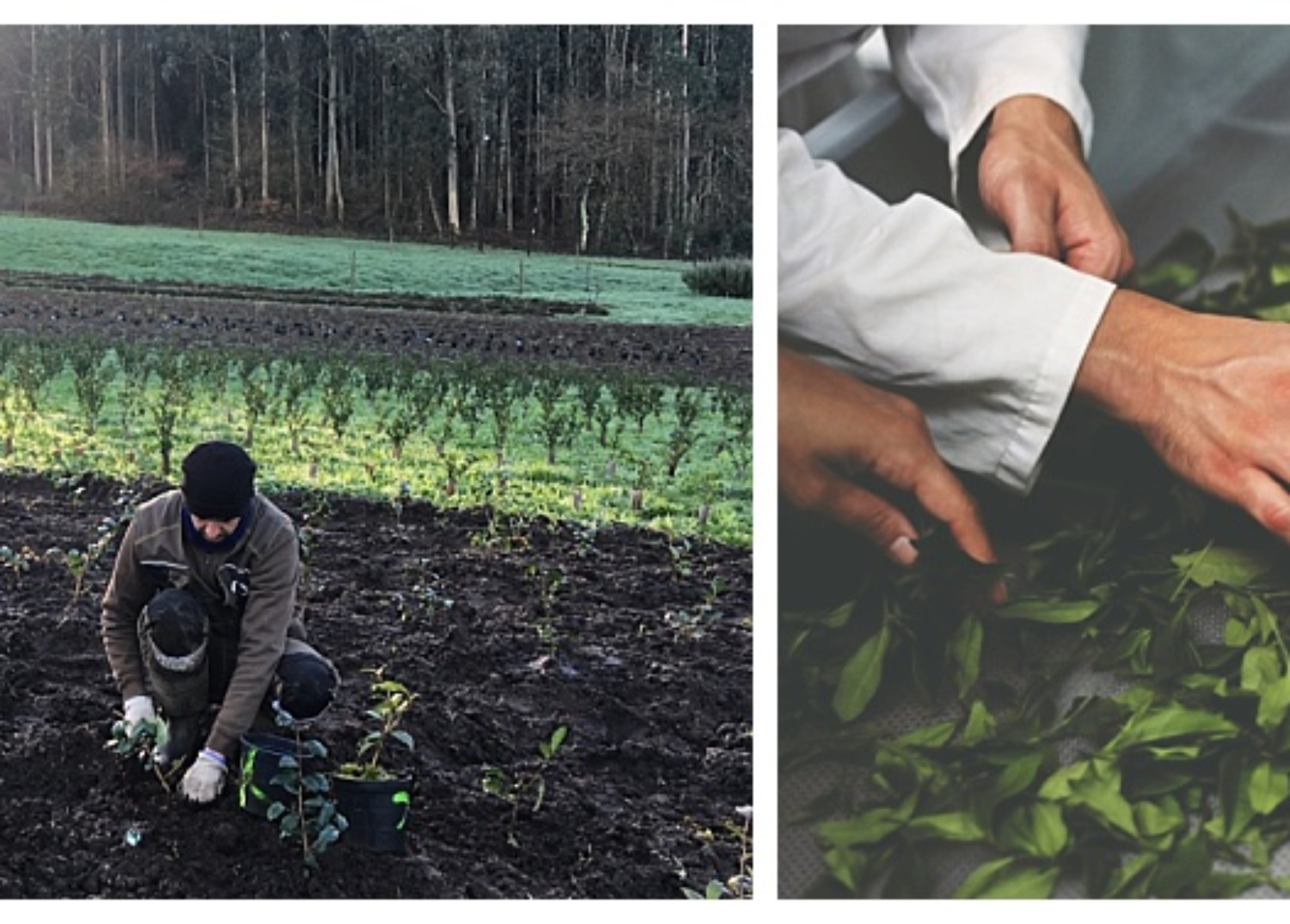 | Entrevista | Orballo, desde la Galicia ecológica